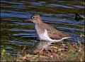 _2SB2195 spotted sandpiper